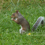 QYN Young squirrel nut