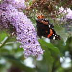 RA red admiral