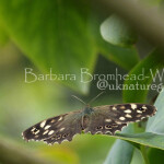 SPW1 speckled wood 1