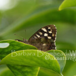 SPW2 speckled wood 2