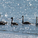 SSW Sea swans