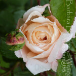 WHR white rose