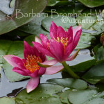 WLY Water lilies