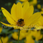 YFB yellow flower bee