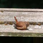 YWR young wren