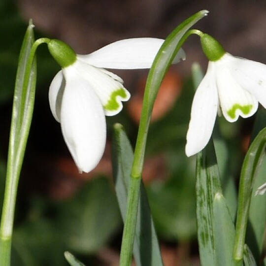 20th Feb snowdrops