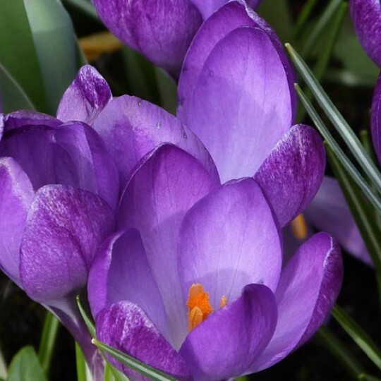 Crocus for news