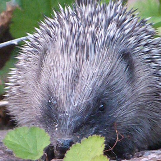 Hedgehog foraging