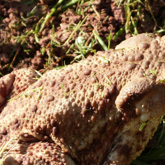 Toad blog post