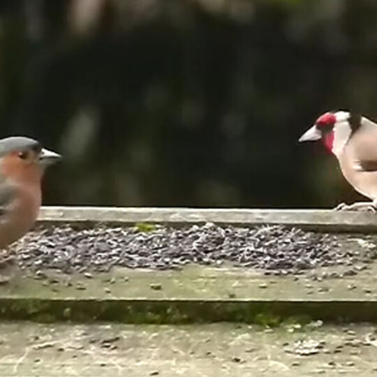 chaffinch and goldfinch