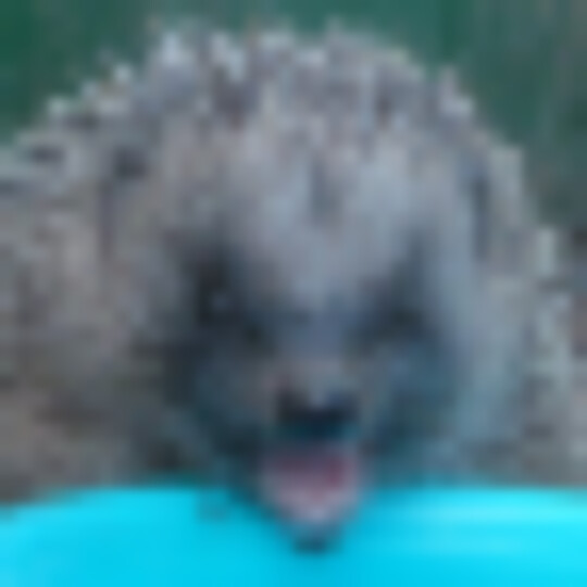 hedgehog positive or negative